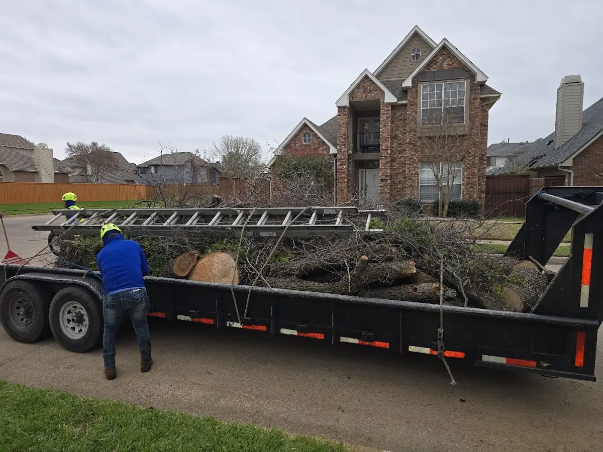 Expert Tree Removal with proper safety equipment in Selfridge